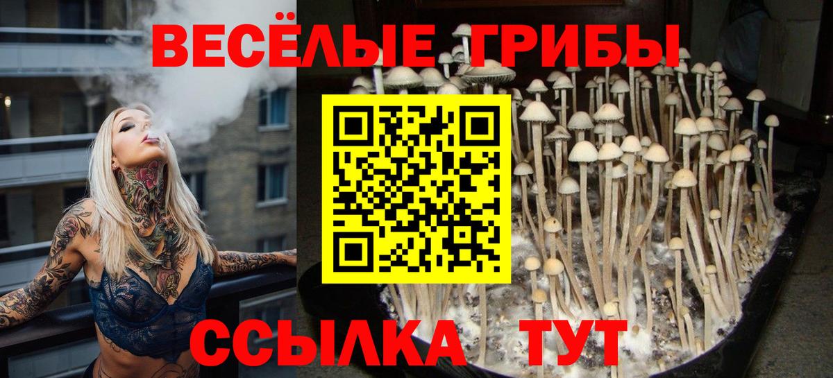 Псилоцибиновые грибы мицелий Белая Калитва